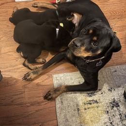 Rottweiler Puppies from BNB Rotts