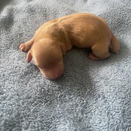 Boy 3 - Red male Dachshund puppy in Navarre, Florida from Sonia’s Creamsicle Dachshunds