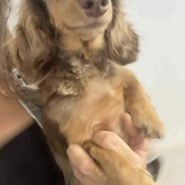 Nula - Dachshund