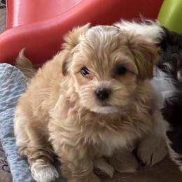 Girl 1 - Cream female Havanese puppy in East Lansing, Michigan from VanCort's Happy Havanese