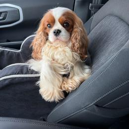 Cartier - Cavalier King Charles Spaniel