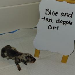 Pudding - Dapple female Dachshund puppy in Indianapolis, Indiana from Wiggly Weenies