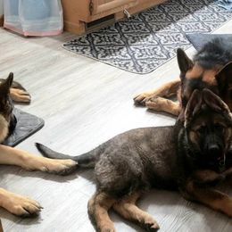 German Shepherd Puppies from Warhammer German Shepherds