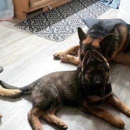 German Shepherd Puppies from Warhammer German Shepherds