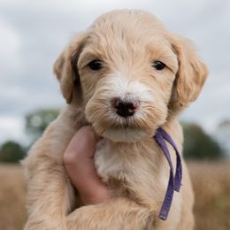 Sheepadoodles from Bitler Family Puppies