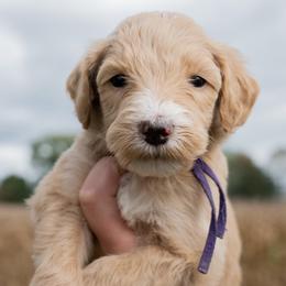 Sheepadoodles from Bitler Family Puppies