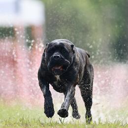 Rival - Cane Corso