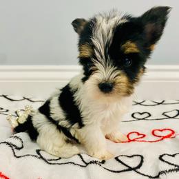 Sonic - Parti male Yorkshire Terrier puppy in Chattanooga, Tennessee from Fuzzy Yorkie Babies