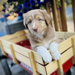 Angel's Envy (Envy) - Red tri-color Australian Shepherd puppy in Polson, Montana from Whiskey River Aussies