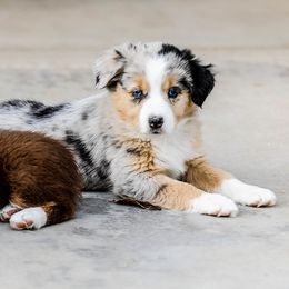 Miniature Australian Shepherd Puppies from Rockin D Mini Aussies