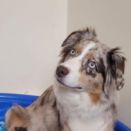 Oasis - Australian Shepherd