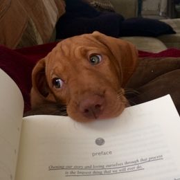 Vizsla Puppies from Mill Pond Farm Vizslas