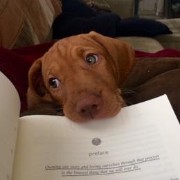 Vizsla Puppies from Mill Pond Farm Vizslas