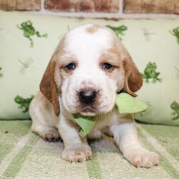Beau - Lemon and white male Basset Hound puppy in Antlers, Oklahoma from Rocking H
