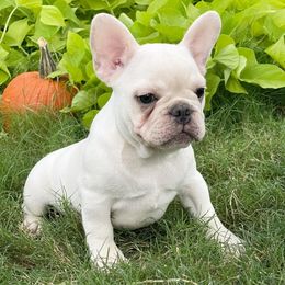 French Bulldog Puppies from Honey Bee Frenchies