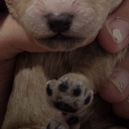 Goldendoodles from Redteddy Pups
