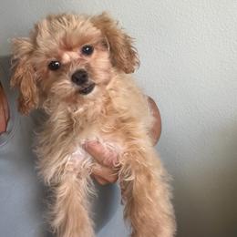 Lady Zeena - Apricot female Maltipoo puppy in Southern,, California from Maltipoo Tiny Pups & More