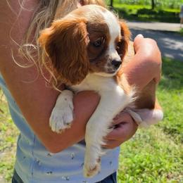 Langston - Blenheim male Cavalier King Charles Spaniel puppy in Watsontown, Pennsylvania from Huntsman Cavaliers