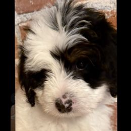 Lincoln - Black and white male Bernedoodle puppy in Ogden, Utah from Stanger Farms