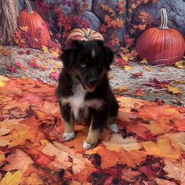 Cowboy-blue eyed - Black tri male Miniature Australian Shepherd puppy in Signal Mountain, Tennessee from D & D Miniature and Toy Australian Sheppards