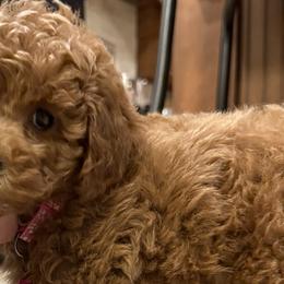 Bernedoodles and Poodles from Happy Tails Doodles