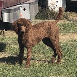 Sadie - Poodle