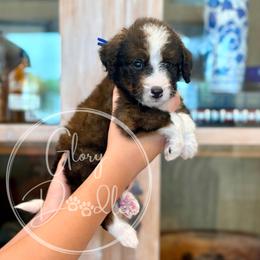 Woody - Blue - Sable male Bernedoodle puppy in Rockwall, Texas from Glory Doodles