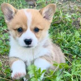 Pembroke Welsh Corgi Puppies from Pembroke Welsh Corgis at Belle Haven