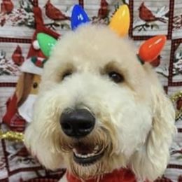 Suzie - Labradoodle