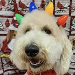 Suzie - Labradoodle