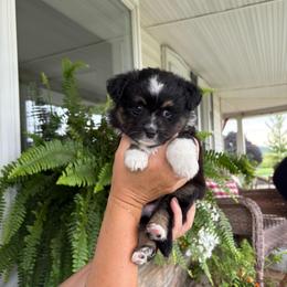 Moss - Black tri female Toy Australian Shepherd puppy in Quincy, Michigan from Ivy Meadows and Friends