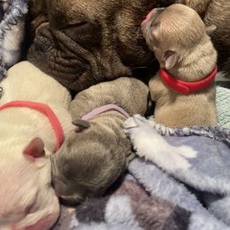 French Bulldog Puppies from Lola’s Frenchies