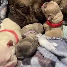 French Bulldog Puppies from Lola’s Frenchies