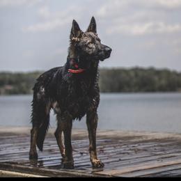 German Shepherds from Anderson German Shepherds LLC