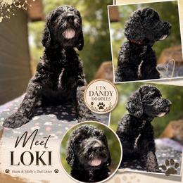 Loki - Black male Double Doodle puppy in Mineola, Texas from ETX Dandy Doodle