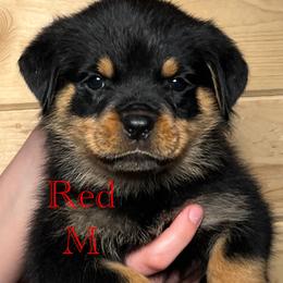 Rottweiler Puppies from Obsessions Rottweiler