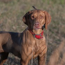 Cherry - Vizsla