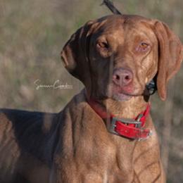 Cherry - Vizsla