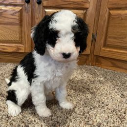 Hazel - Bernedoodle puppy in Pellston, Michigan from MiniDoodleMama