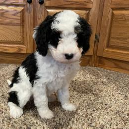Hazel - Bernedoodle puppy in Pellston, Michigan from MiniDoodleMama
