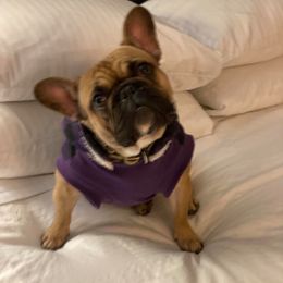 Santi - French Bulldog