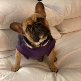 Santi - French Bulldog