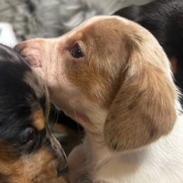 Chocolate dapple pie - Piebald male Dachshund puppy in Spicer, Minnesota from Arrow Valley