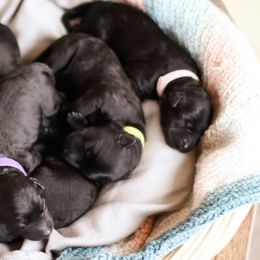 Kerry Blue Terrier Puppies from Costerra Kerry Blue Terriers