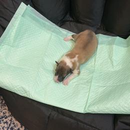 K-9 - Sable and white female Collie puppy in Beaver, Oklahoma from Lawson’s Lassies