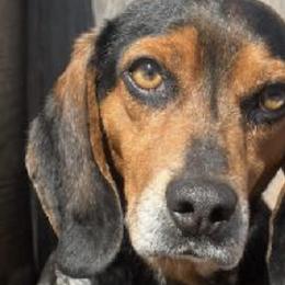Beagles from Puppiesulove