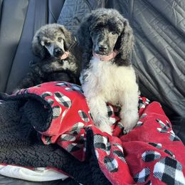 Dalmatian, Poodle, and Rhodesian Ridgeback Puppies from Ruffles, Ridges, & Spots!