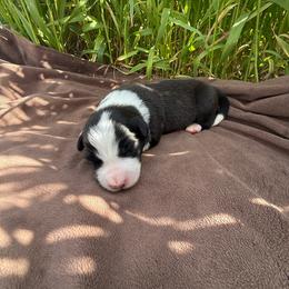 Rubble - White and seal male Border Collie puppy in Dorr, Michigan from Pineview Farm