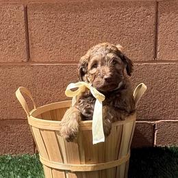 Sonny - Chocolate male Labradoodle puppy in St George, Utah from Terra's Swann's Kennels