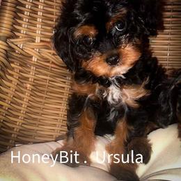 Ursula - Tri-color female Cavapoo puppy in Maple Grove, Minnesota from Honey Bit Kennels